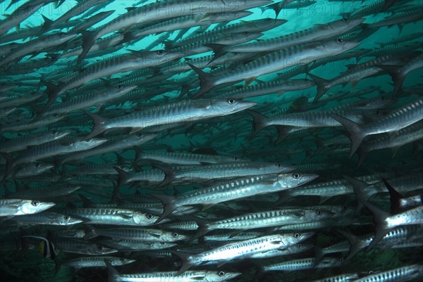 Darkfin Barracuda