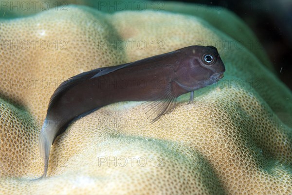 Black combtooth blenny