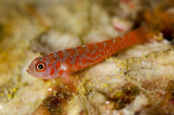 Greybeard goby