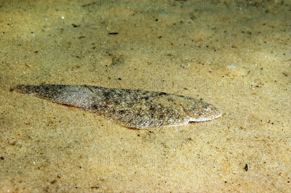 Dover Sole