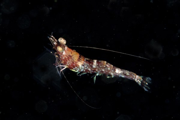 Humpback shrimp