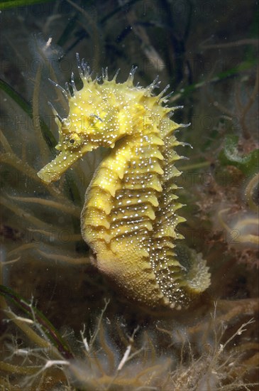 Long-snouted Seahorse