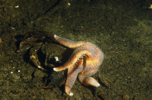 Common Starfish