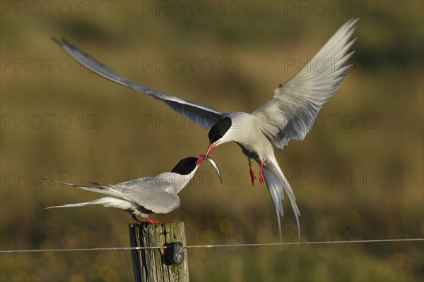 Arctic tern