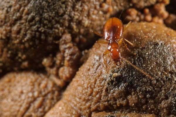 Doria's Cave Beetle