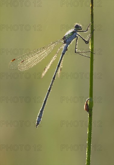 Emerald Damselfly