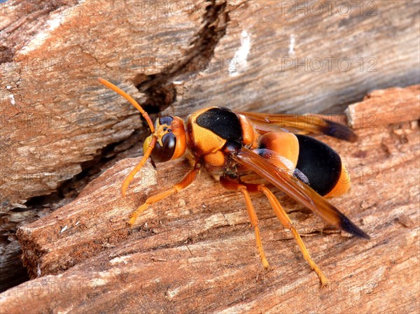 Australian hornet