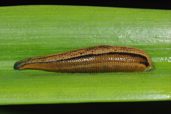 Adult tiger leech