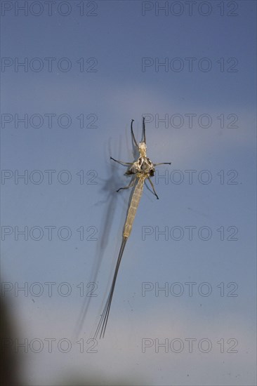 Golden Mayfly