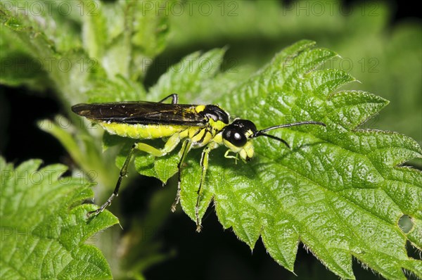 Sawfly