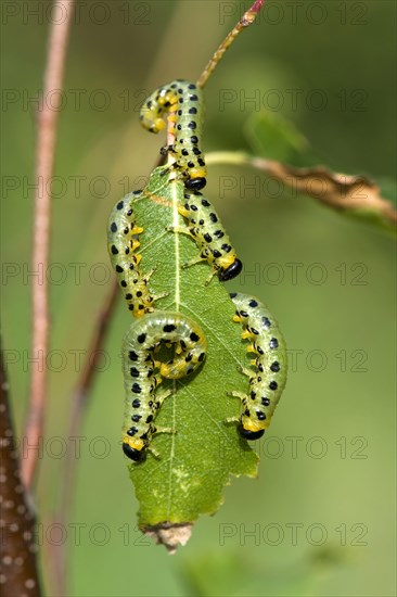 Dusky birch sawfly