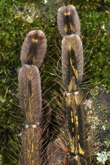 Fringed Ornamental