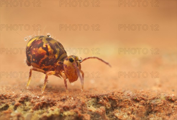 Globular Springtail