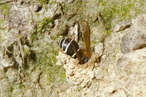 Fen Mason Wasp