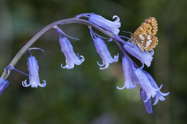 Duke of duke of burgundy