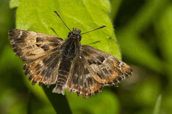 Mallow skipper