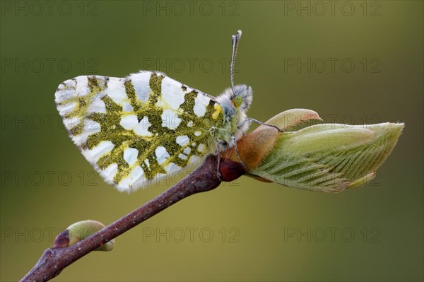 Eastern Dappled eastern dappled white