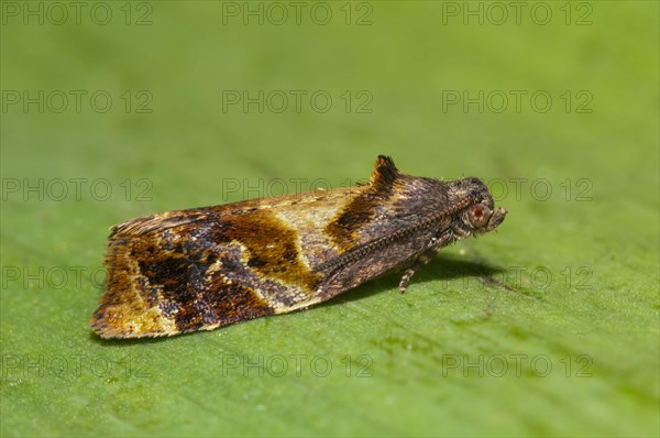 Red-barred Tortrix
