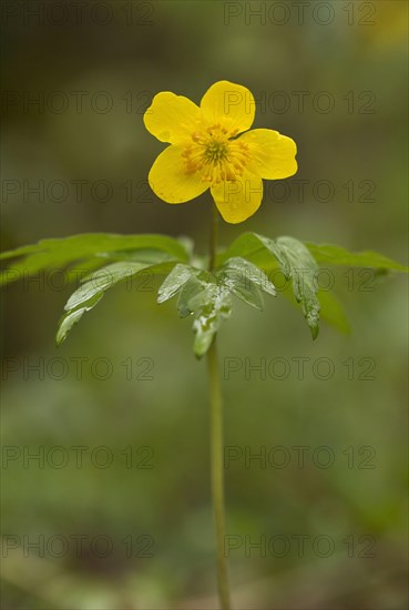 Yellow Anemone