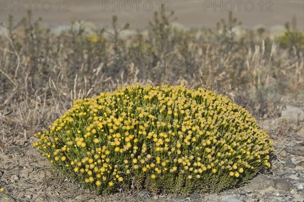 Patagonian senecio