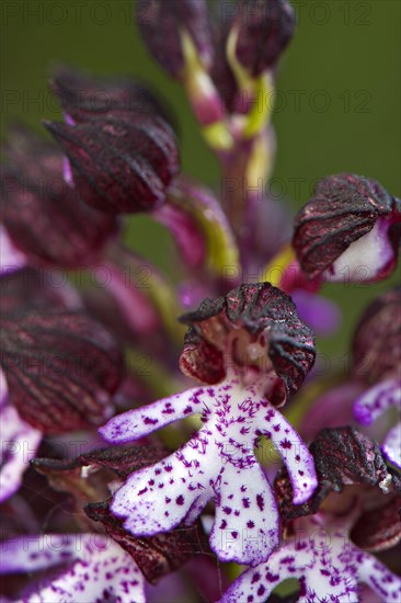 Lady Orchid