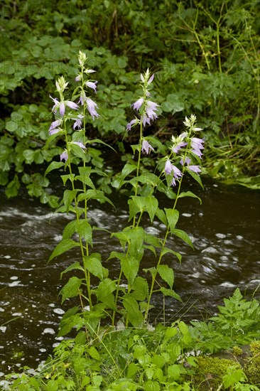 Giant Bellflower