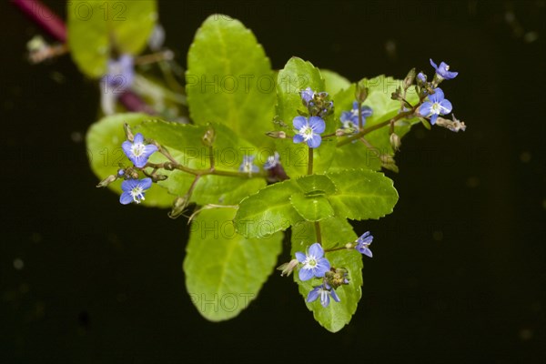 Brooklime