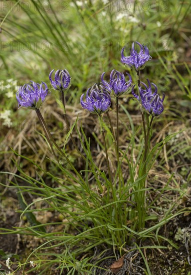 Hemispherical devil's claw