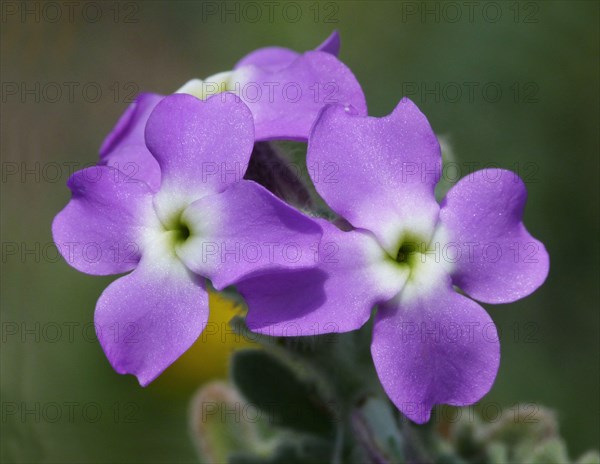 Three-horned Stock