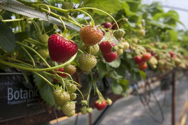 Strawberry plant