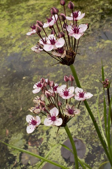 Swan flower