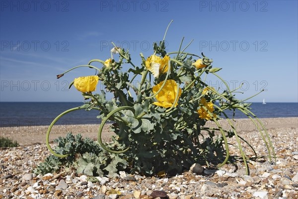 Yellow-horned yellow hornpoppy