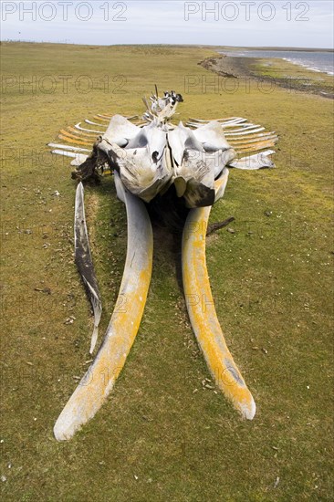 Whale skeleton on a bare island in the Falkland Islands