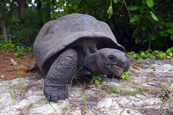 Aldabra giant tortoises