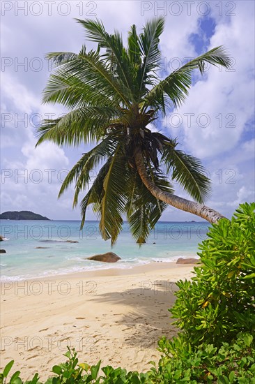 Beach and palm trees at Anse Boudin