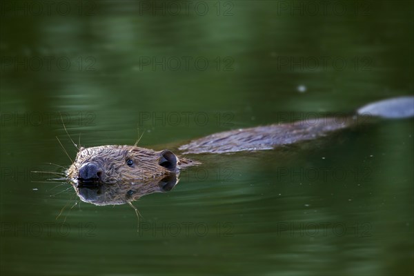 Eurasian beaver