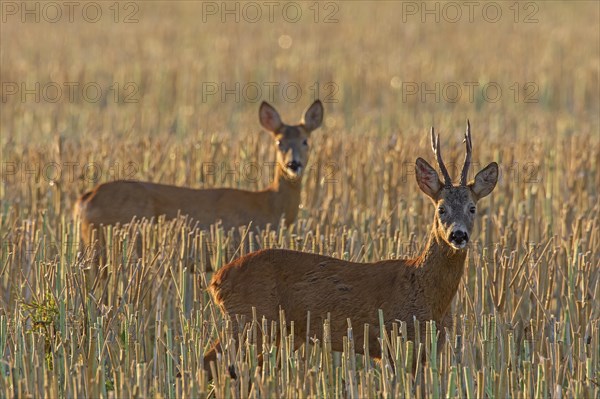 European european roe deer