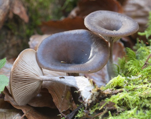 (Pseudoclitocybe cyathiformis)