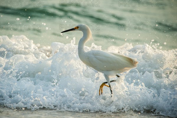 Snowy egret