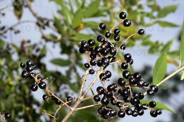 Common wild privet