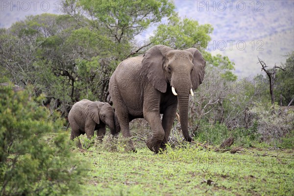 African elephant