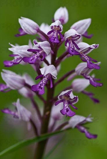 Helmeted Orchid