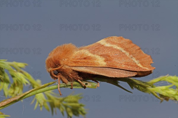 Spurge Moth