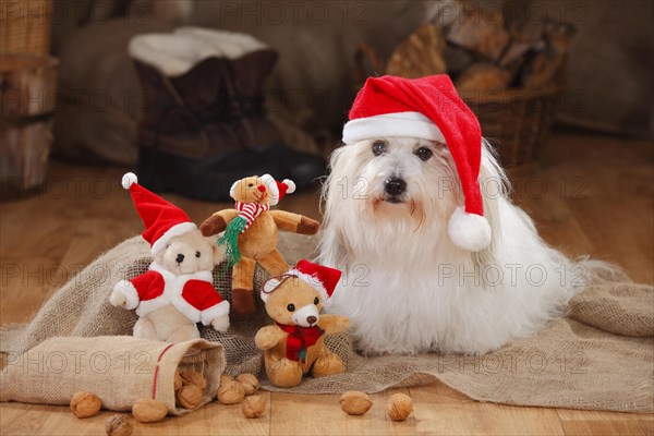 Coton de Tulear