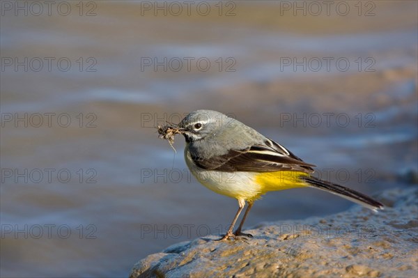 Grey Wagtail