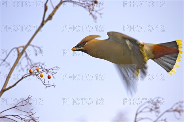 Waxwing