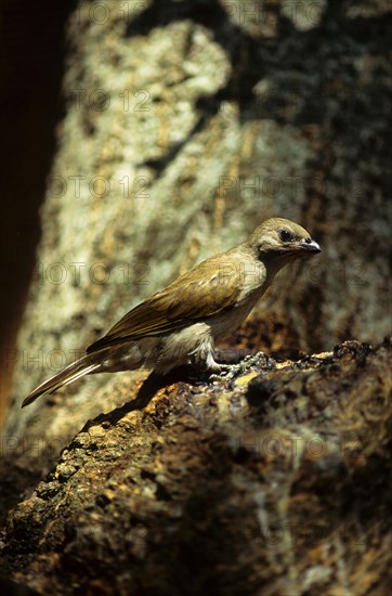 Lesser honeyguide