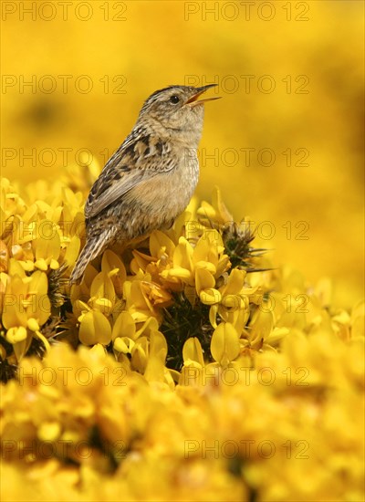 Falkland Sedge Wren