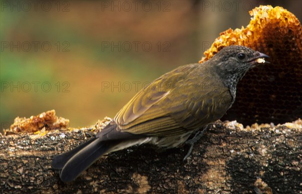 Barred Honeyguide