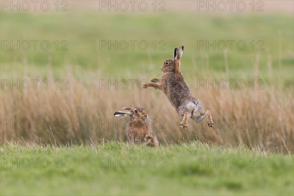 European Hare